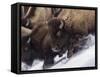 Usa, Wyoming, Yellowstone National Park. Lamar Valley, bison in motion on snowbank.-Merrill Images-Framed Stretched Canvas