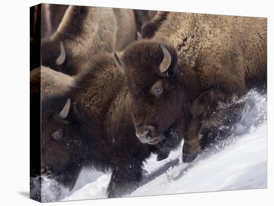 Usa, Wyoming, Yellowstone National Park. Lamar Valley, bison in motion on snowbank.-Merrill Images-Stretched Canvas