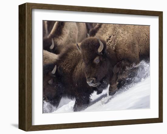 Usa, Wyoming, Yellowstone National Park. Lamar Valley, bison in motion on snowbank.-Merrill Images-Framed Photographic Print