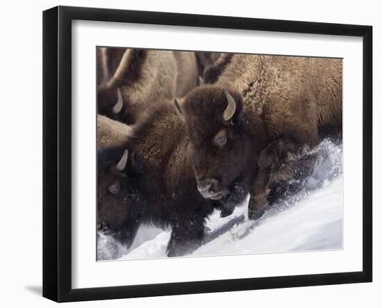 Usa, Wyoming, Yellowstone National Park. Lamar Valley, bison in motion on snowbank.-Merrill Images-Framed Photographic Print