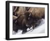 Usa, Wyoming, Yellowstone National Park. Lamar Valley, bison in motion on snowbank.-Merrill Images-Framed Photographic Print