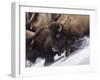 Usa, Wyoming, Yellowstone National Park. Lamar Valley, bison in motion on snowbank.-Merrill Images-Framed Photographic Print