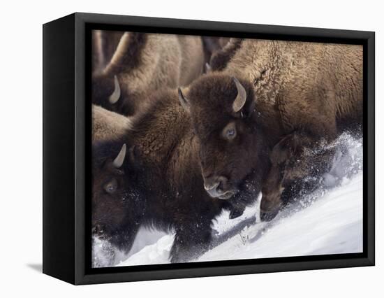 Usa, Wyoming, Yellowstone National Park. Lamar Valley, bison in motion on snowbank.-Merrill Images-Framed Stretched Canvas