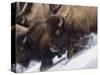 Usa, Wyoming, Yellowstone National Park. Lamar Valley, bison in motion on snowbank.-Merrill Images-Stretched Canvas