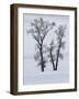 Usa, Wyoming, Yellowstone National Park. Lamar Valley, cottonwood trees in snow.-Merrill Images-Framed Photographic Print