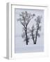 Usa, Wyoming, Yellowstone National Park. Lamar Valley, cottonwood trees in snow.-Merrill Images-Framed Photographic Print