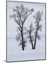 Usa, Wyoming, Yellowstone National Park. Lamar Valley, cottonwood trees in snow.-Merrill Images-Mounted Photographic Print