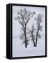 Usa, Wyoming, Yellowstone National Park. Lamar Valley, cottonwood trees in snow.-Merrill Images-Framed Stretched Canvas