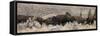 USA, Wyoming, Yellowstone National Park, Lamar Valley. Herd of American bison-Cindy Miller Hopkins-Framed Stretched Canvas