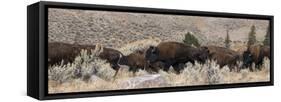 USA, Wyoming, Yellowstone National Park, Lamar Valley. Herd of American bison-Cindy Miller Hopkins-Framed Stretched Canvas