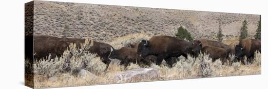 USA, Wyoming, Yellowstone National Park, Lamar Valley. Herd of American bison-Cindy Miller Hopkins-Stretched Canvas