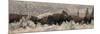 USA, Wyoming, Yellowstone National Park, Lamar Valley. Herd of American bison-Cindy Miller Hopkins-Mounted Photographic Print