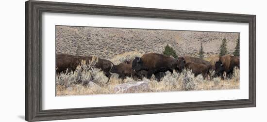 USA, Wyoming, Yellowstone National Park, Lamar Valley. Herd of American bison-Cindy Miller Hopkins-Framed Photographic Print