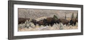 USA, Wyoming, Yellowstone National Park, Lamar Valley. Herd of American bison-Cindy Miller Hopkins-Framed Photographic Print