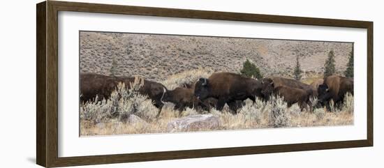 USA, Wyoming, Yellowstone National Park, Lamar Valley. Herd of American bison-Cindy Miller Hopkins-Framed Photographic Print