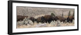 USA, Wyoming, Yellowstone National Park, Lamar Valley. Herd of American bison-Cindy Miller Hopkins-Framed Photographic Print