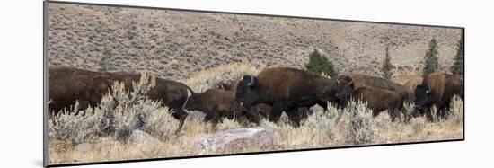 USA, Wyoming, Yellowstone National Park, Lamar Valley. Herd of American bison-Cindy Miller Hopkins-Mounted Photographic Print