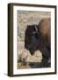 USA, Wyoming, Yellowstone National Park, Lamar Valley. Male American bison-Cindy Miller Hopkins-Framed Photographic Print