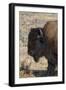 USA, Wyoming, Yellowstone National Park, Lamar Valley. Male American bison-Cindy Miller Hopkins-Framed Photographic Print