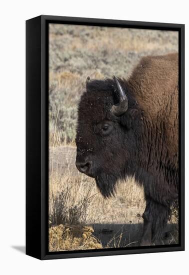 USA, Wyoming, Yellowstone National Park, Lamar Valley. Male American bison-Cindy Miller Hopkins-Framed Stretched Canvas