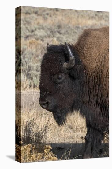 USA, Wyoming, Yellowstone National Park, Lamar Valley. Male American bison-Cindy Miller Hopkins-Stretched Canvas