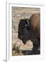 USA, Wyoming, Yellowstone National Park, Lamar Valley. Male American bison-Cindy Miller Hopkins-Framed Photographic Print