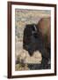 USA, Wyoming, Yellowstone National Park, Lamar Valley. Male American bison-Cindy Miller Hopkins-Framed Photographic Print