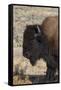 USA, Wyoming, Yellowstone National Park, Lamar Valley. Male American bison-Cindy Miller Hopkins-Framed Stretched Canvas