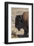 USA, Wyoming, Yellowstone National Park, Lamar Valley. Male American bison-Cindy Miller Hopkins-Framed Photographic Print