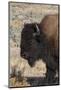 USA, Wyoming, Yellowstone National Park, Lamar Valley. Male American bison-Cindy Miller Hopkins-Mounted Photographic Print