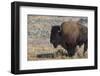 USA, Wyoming, Yellowstone National Park, Lamar Valley. Male American bison-Cindy Miller Hopkins-Framed Photographic Print