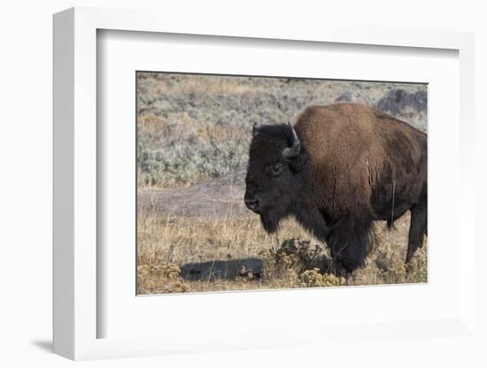 USA, Wyoming, Yellowstone National Park, Lamar Valley. Male American bison-Cindy Miller Hopkins-Framed Photographic Print