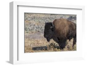 USA, Wyoming, Yellowstone National Park, Lamar Valley. Male American bison-Cindy Miller Hopkins-Framed Photographic Print