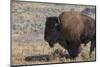 USA, Wyoming, Yellowstone National Park, Lamar Valley. Male American bison-Cindy Miller Hopkins-Mounted Photographic Print