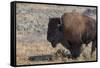 USA, Wyoming, Yellowstone National Park, Lamar Valley. Male American bison-Cindy Miller Hopkins-Framed Stretched Canvas