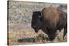 USA, Wyoming, Yellowstone National Park, Lamar Valley. Male American bison-Cindy Miller Hopkins-Stretched Canvas