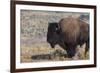 USA, Wyoming, Yellowstone National Park, Lamar Valley. Male American bison-Cindy Miller Hopkins-Framed Photographic Print