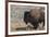 USA, Wyoming, Yellowstone National Park, Lamar Valley. Male American bison-Cindy Miller Hopkins-Framed Photographic Print