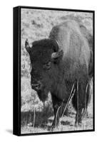 USA, Wyoming, Yellowstone National Park, Lamar Valley. Male American bison-Cindy Miller Hopkins-Framed Stretched Canvas