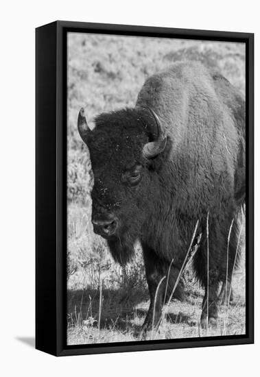 USA, Wyoming, Yellowstone National Park, Lamar Valley. Male American bison-Cindy Miller Hopkins-Framed Stretched Canvas