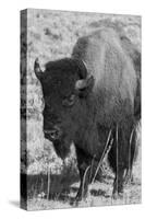 USA, Wyoming, Yellowstone National Park, Lamar Valley. Male American bison-Cindy Miller Hopkins-Stretched Canvas