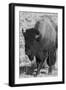 USA, Wyoming, Yellowstone National Park, Lamar Valley. Male American bison-Cindy Miller Hopkins-Framed Photographic Print