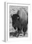 USA, Wyoming, Yellowstone National Park, Lamar Valley. Male American bison-Cindy Miller Hopkins-Framed Photographic Print