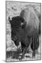 USA, Wyoming, Yellowstone National Park, Lamar Valley. Male American bison-Cindy Miller Hopkins-Mounted Photographic Print