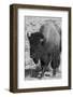 USA, Wyoming, Yellowstone National Park, Lamar Valley. Male American bison-Cindy Miller Hopkins-Framed Photographic Print