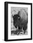 USA, Wyoming, Yellowstone National Park, Lamar Valley. Male American bison-Cindy Miller Hopkins-Framed Photographic Print