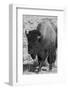 USA, Wyoming, Yellowstone National Park, Lamar Valley. Male American bison-Cindy Miller Hopkins-Framed Photographic Print