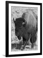 USA, Wyoming, Yellowstone National Park, Lamar Valley. Male American bison-Cindy Miller Hopkins-Framed Photographic Print