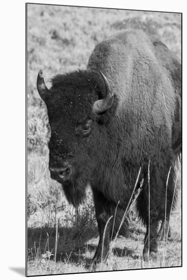 USA, Wyoming, Yellowstone National Park, Lamar Valley. Male American bison-Cindy Miller Hopkins-Mounted Photographic Print