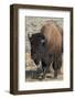 USA, Wyoming, Yellowstone National Park, Lamar Valley. Male American bison-Cindy Miller Hopkins-Framed Photographic Print